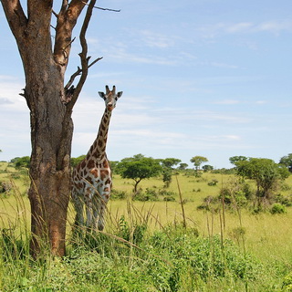 Murchison - Giraf